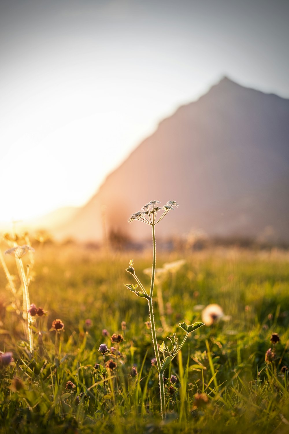 white flower on green grass field during daytime