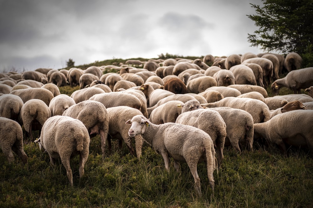 herd of sheep on green grass field during daytime