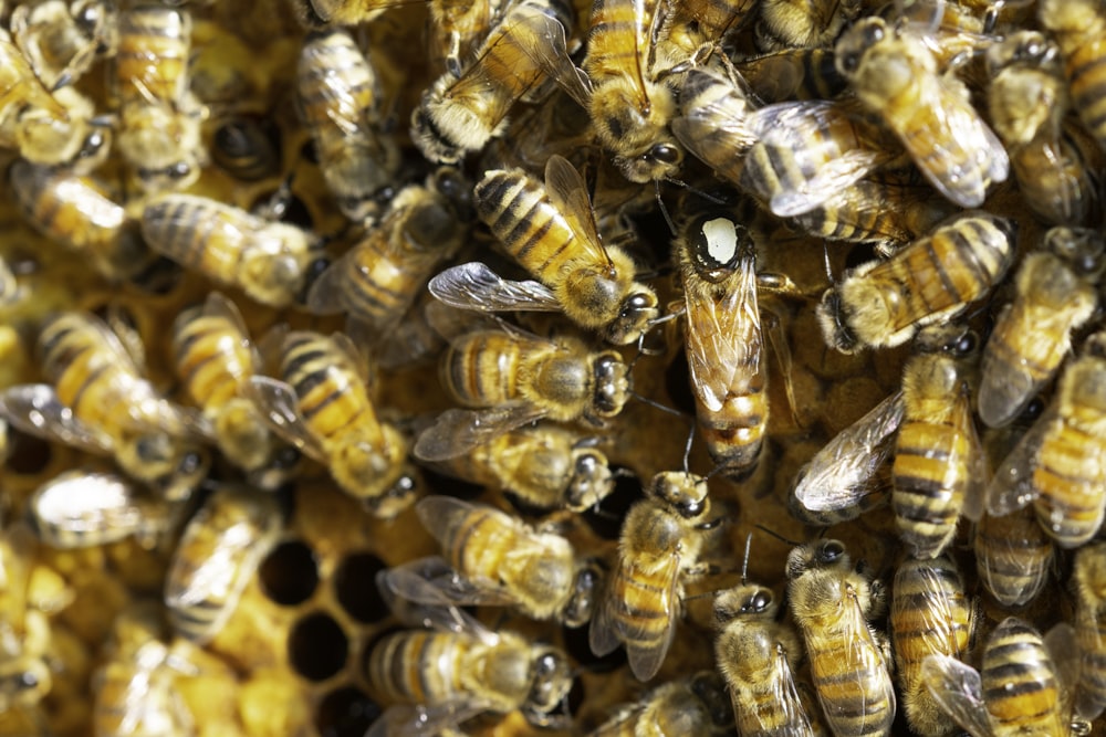 yellow and black bee on white background