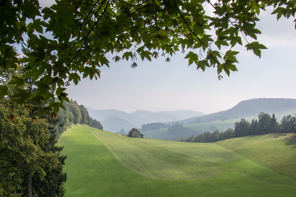 green grass field and green trees during daytime