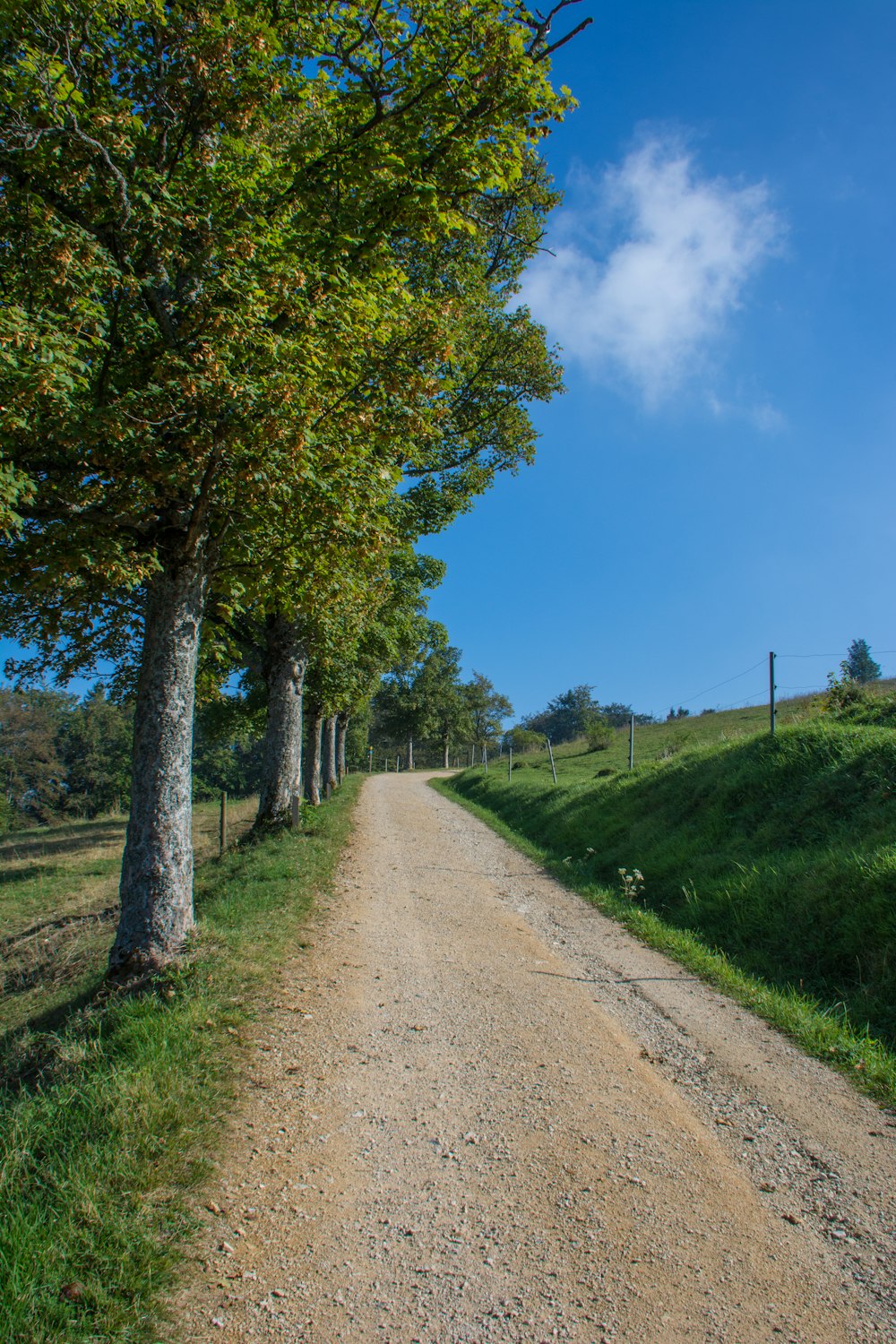 green trees on green grass field during daytime