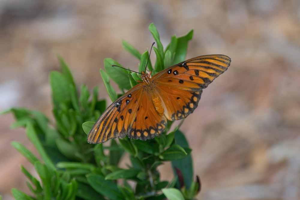 brown and black butterfly perched on green plant during daytime