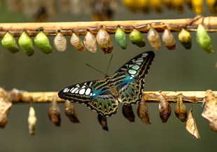 blue and black butterfly on brown stick