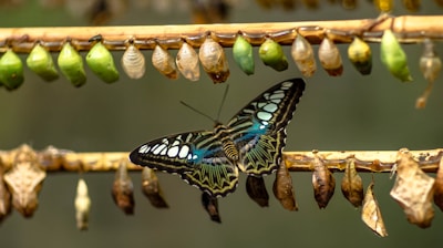 blue and black butterfly on brown stick