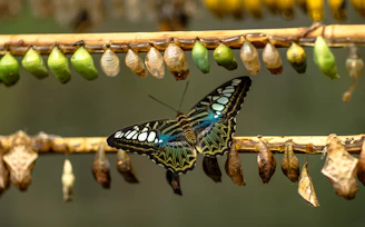 blue and black butterfly on brown stick