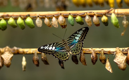 blue and black butterfly on brown stick