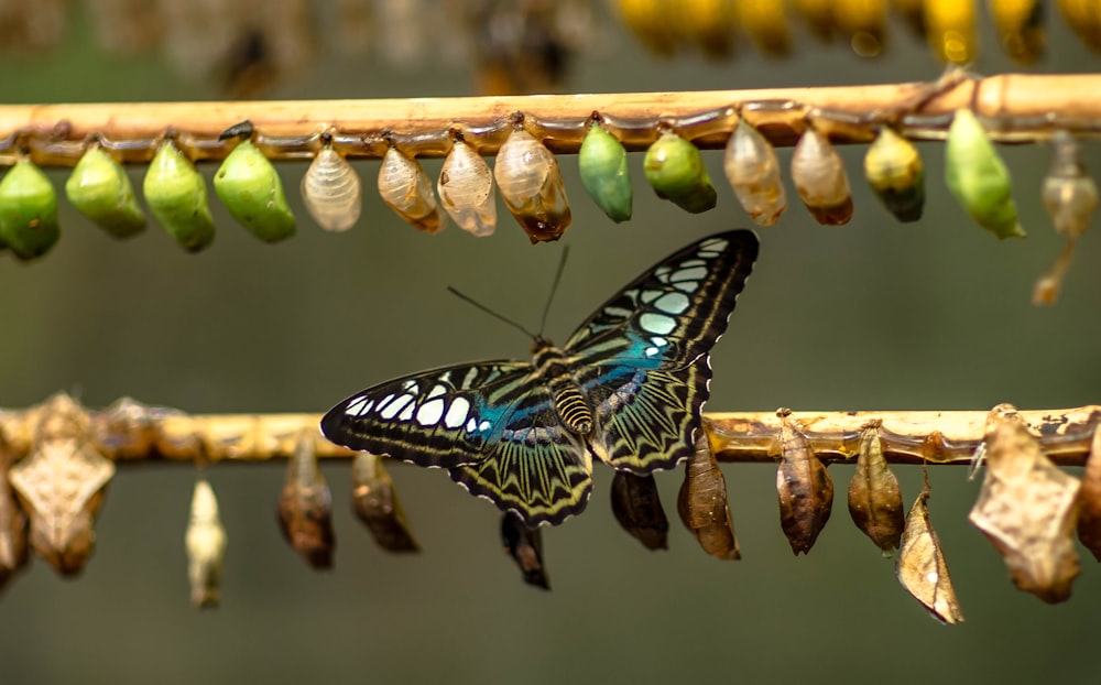 blue and black butterfly on brown stick