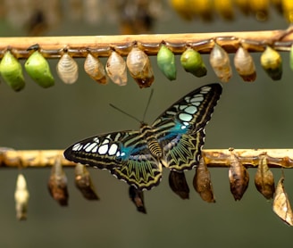 blue and black butterfly on brown stick