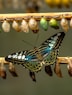 blue and black butterfly on brown stick