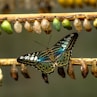 blue and black butterfly on brown stick