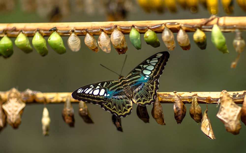 blauer und schwarzer Schmetterling auf braunem Stock