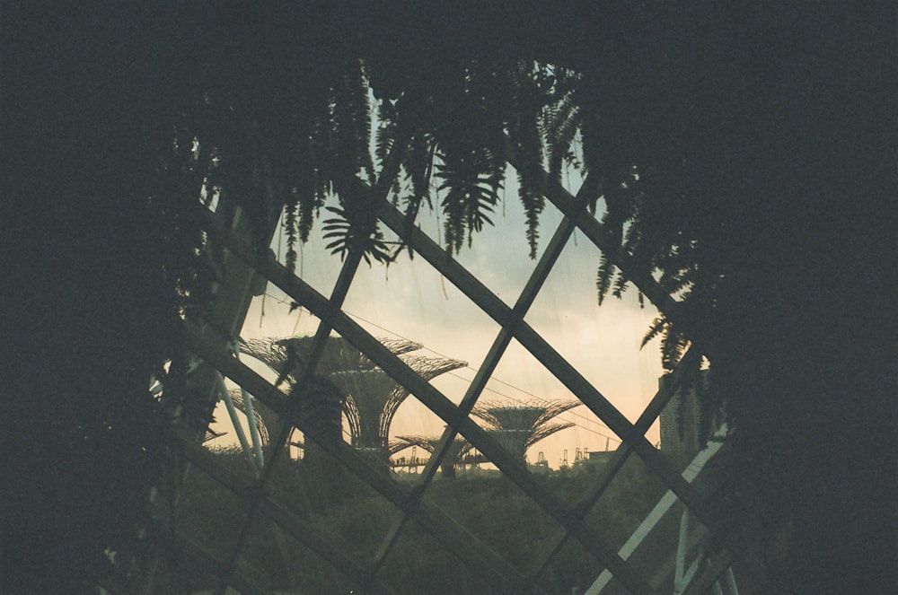 silhouette of palm trees during daytime