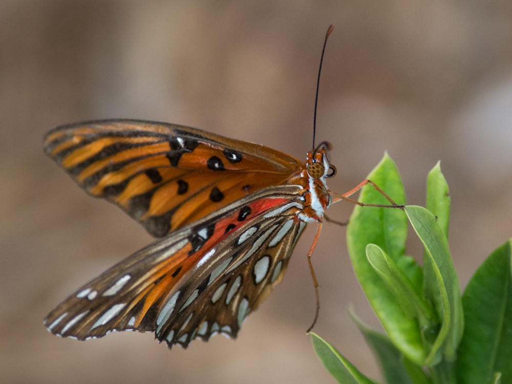 brown and black butterfly on green leaf