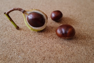 A close-up view of a split chestnut with its shell partially removed, revealing the glossy brown nut inside. Two more chestnuts are nearby, resting on a textured cork surface.