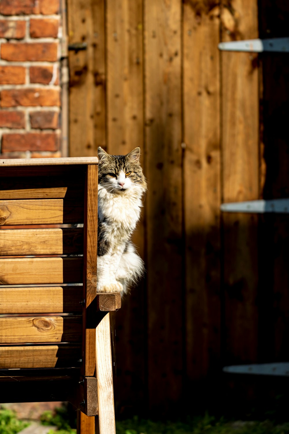 white and black cat on brown wooden chair