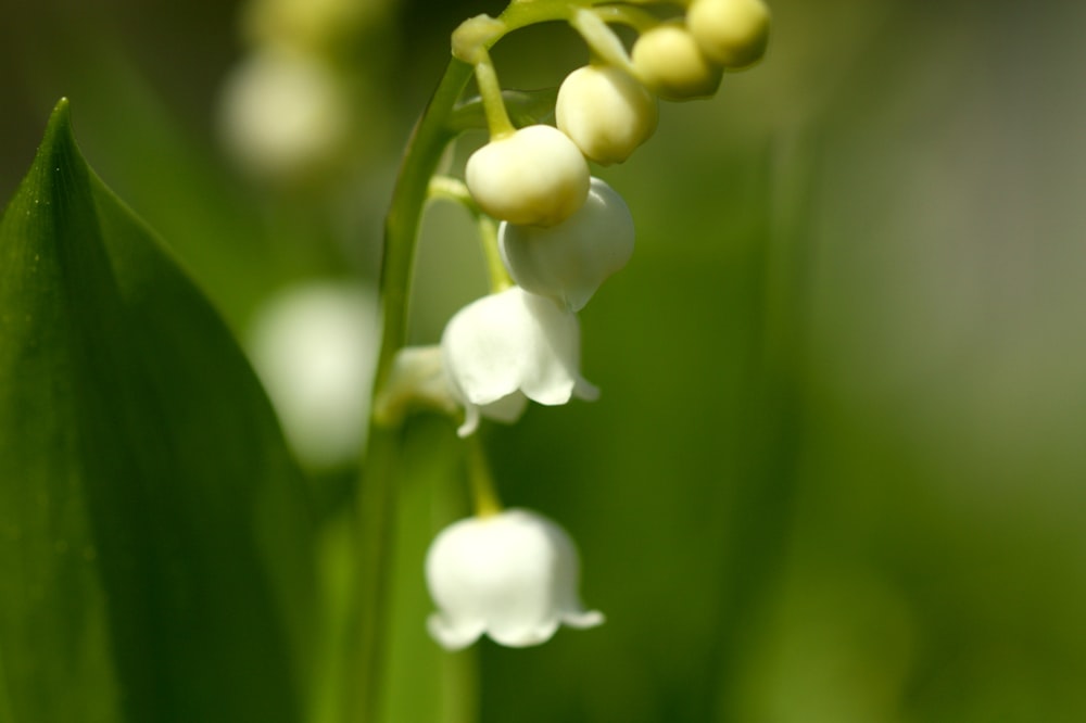Capullos de flores blancas en lente de desplazamiento de inclinación