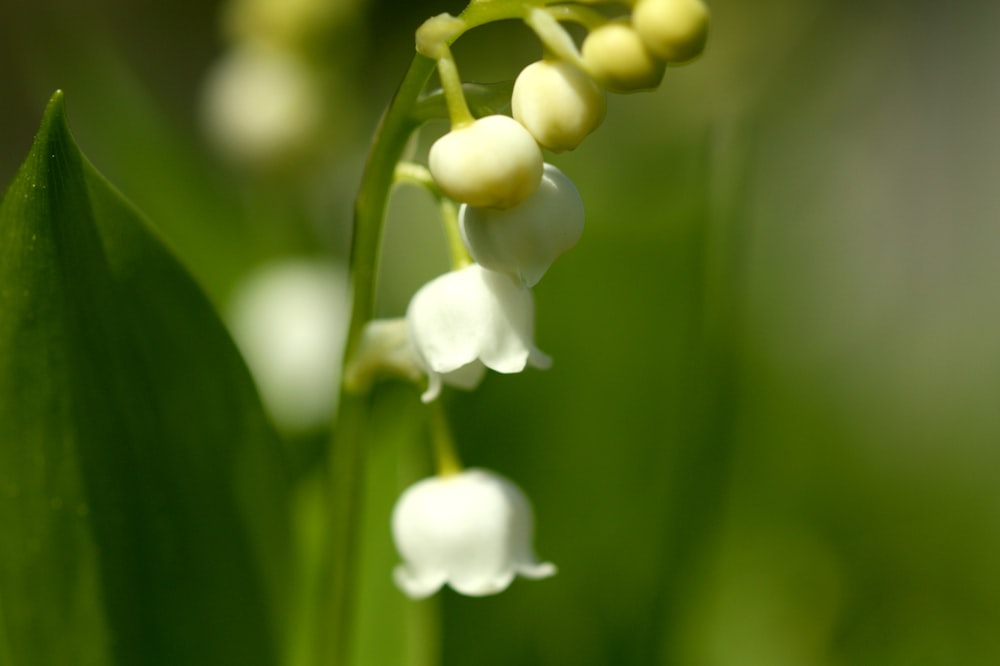 white flower buds in tilt shift lens