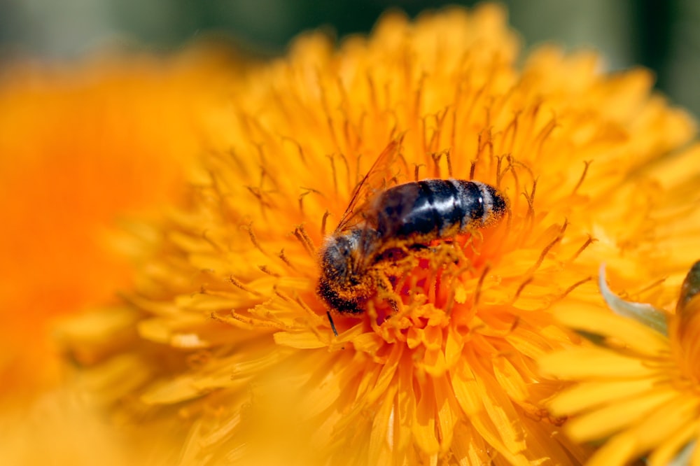 black and yellow bee on yellow flower