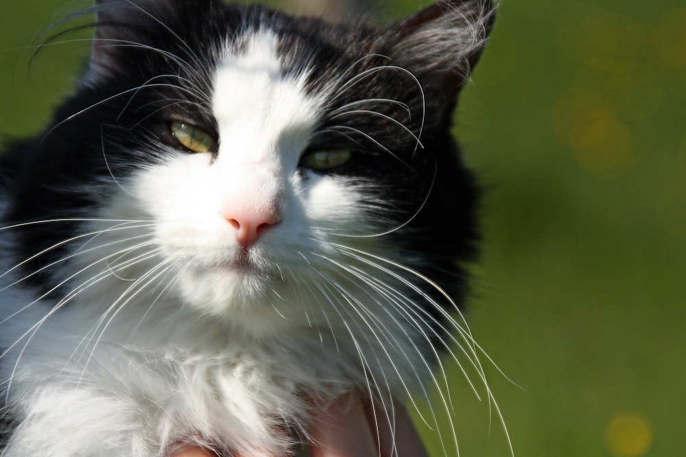 white and black cat on green grass field