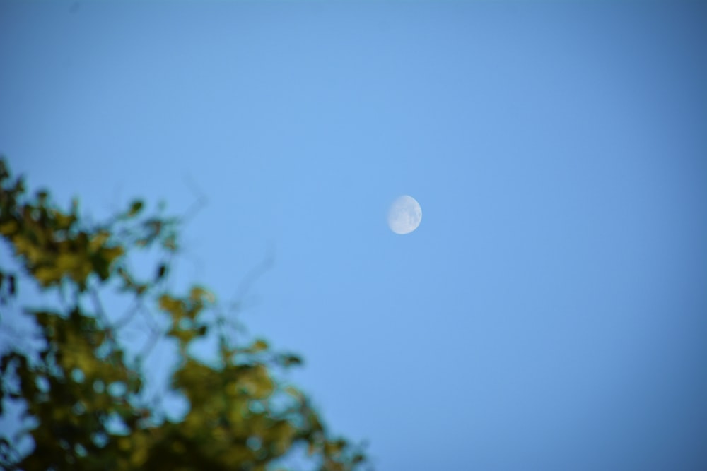 green tree under blue sky during daytime