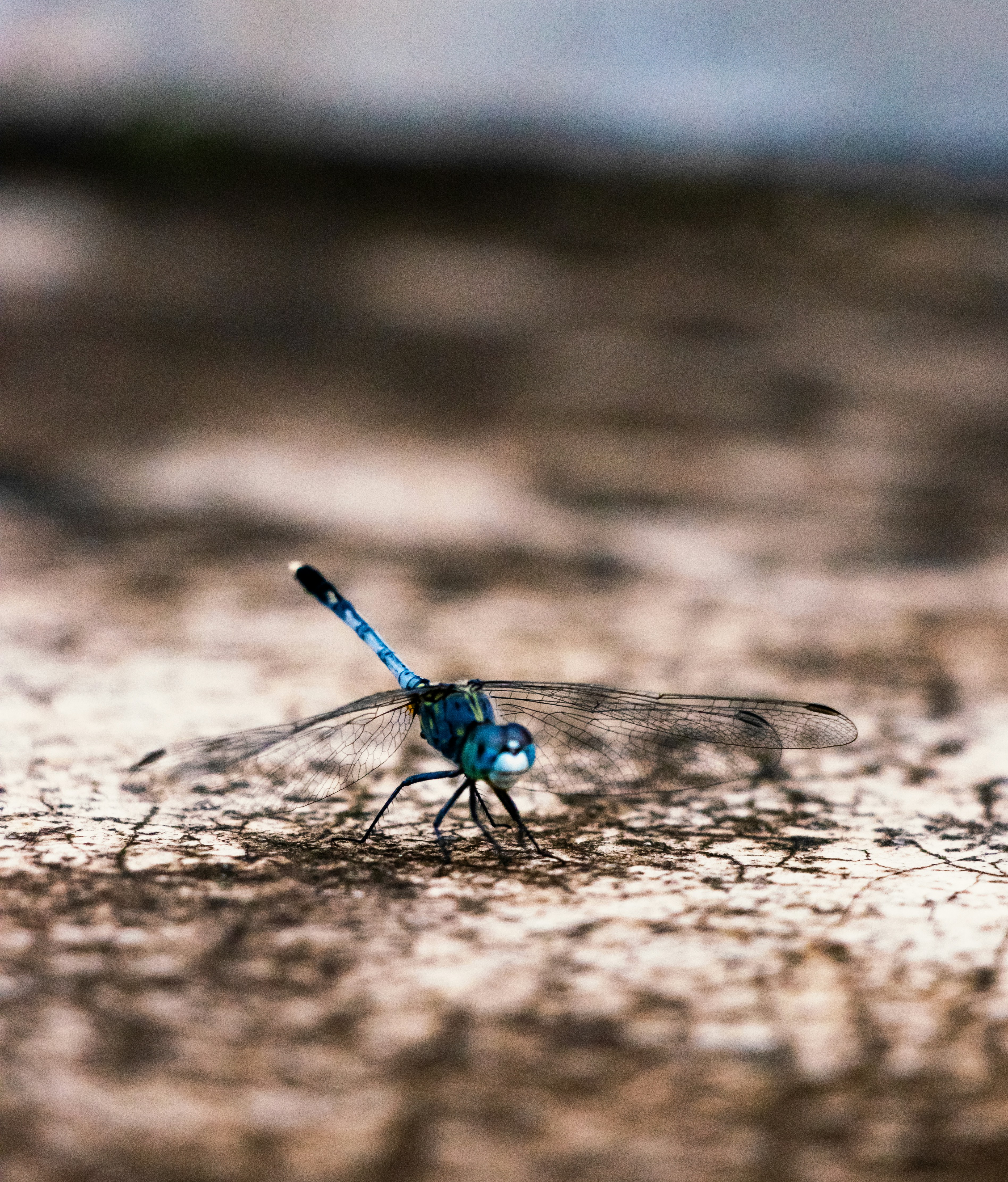 Photo by kankonbiswas