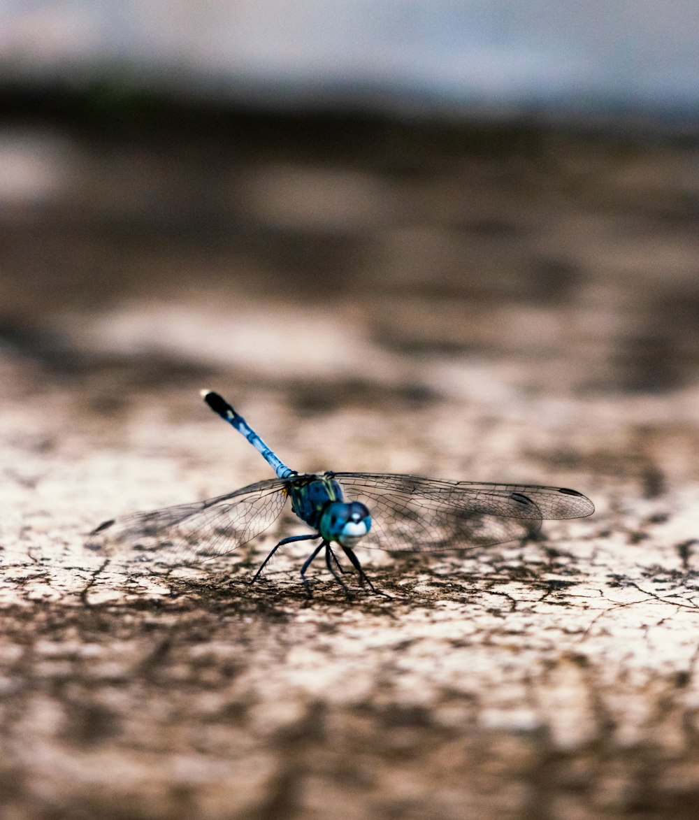 blue and black dragonfly on brown sand during daytime