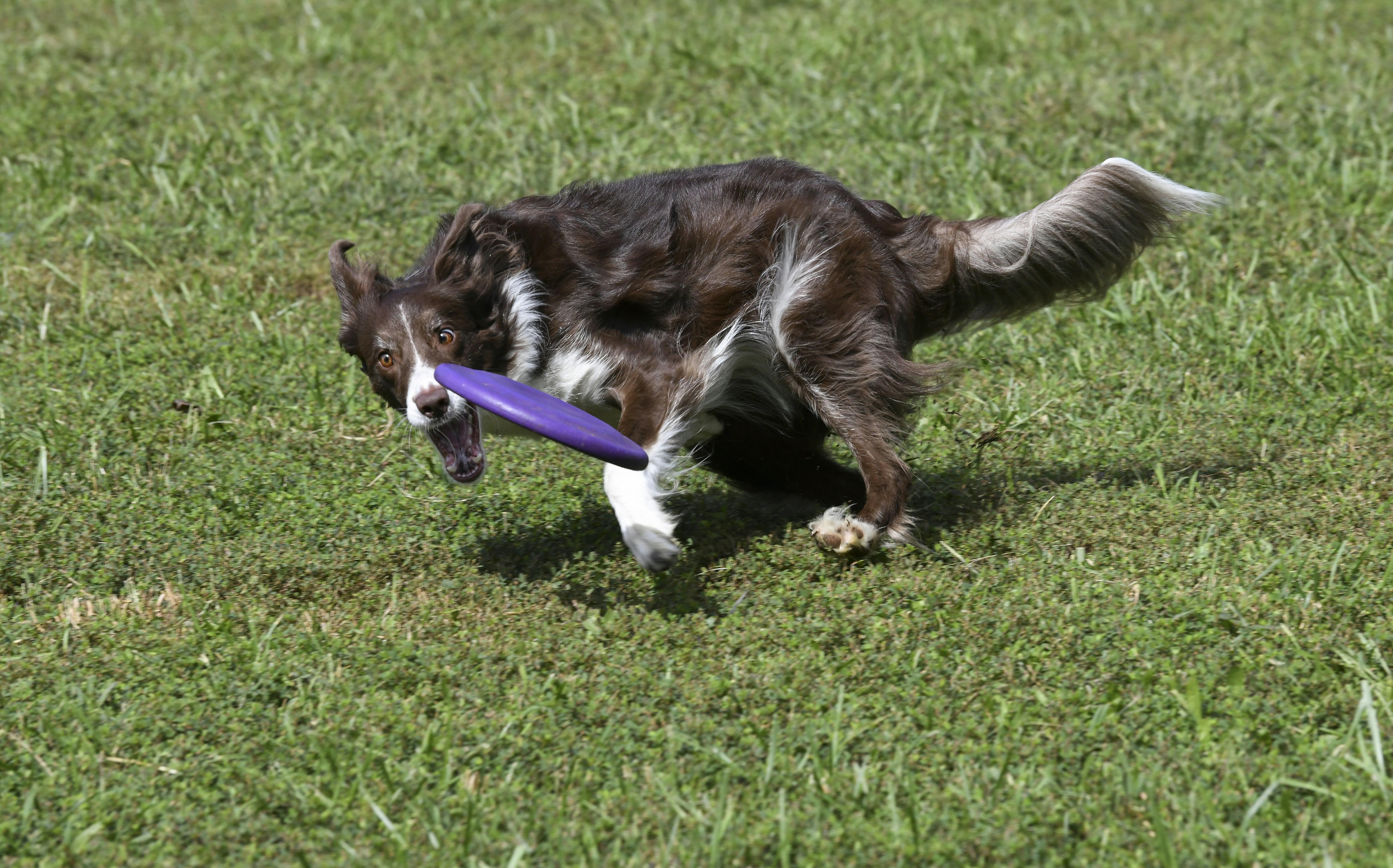 brown and white long coated dog lying on green grass field during daytime
