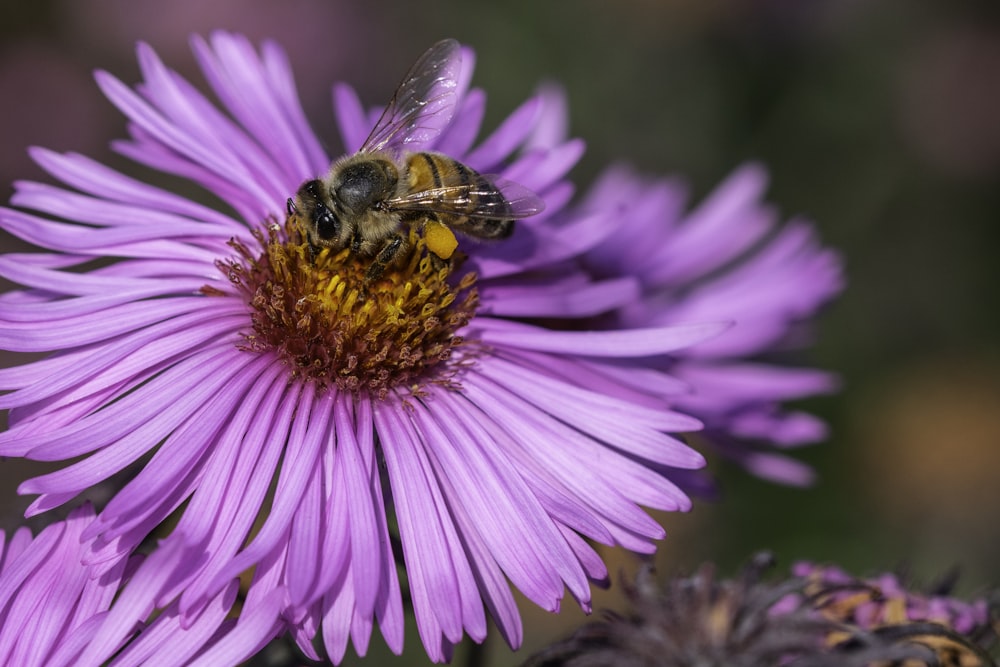昼間の接写写真で紫色の花にとまるミツバチ