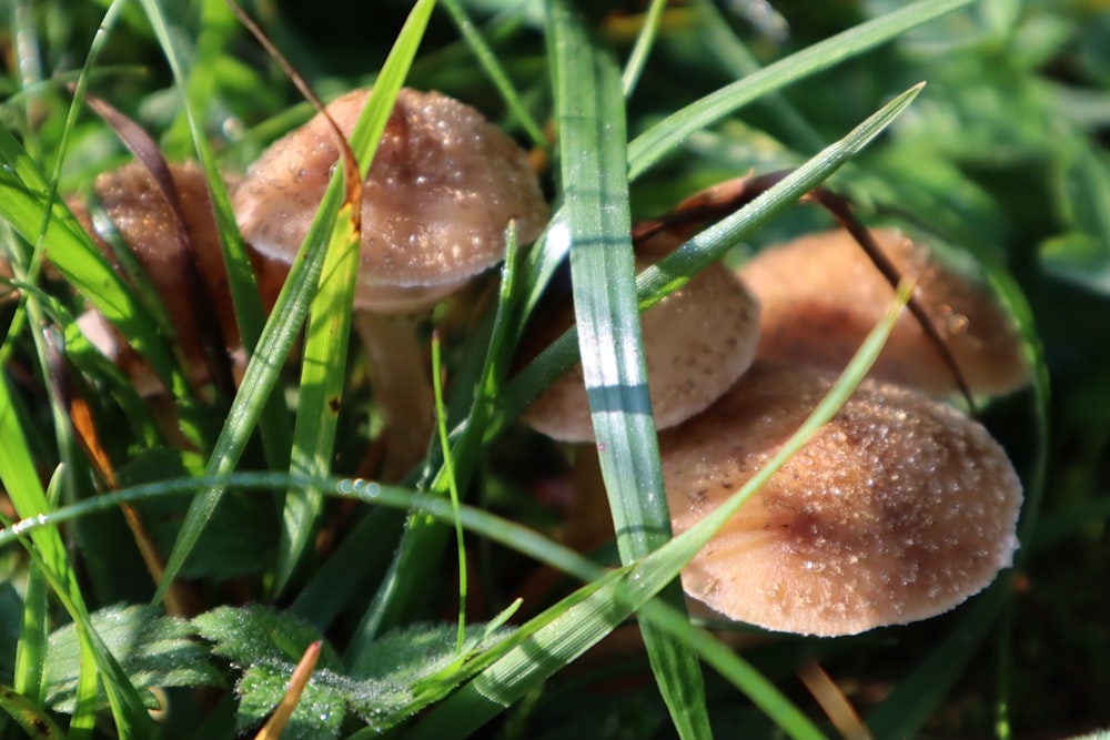 brown mushroom on green grass