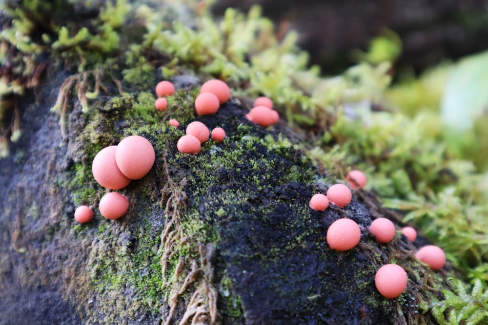 blue berries on brown tree trunk