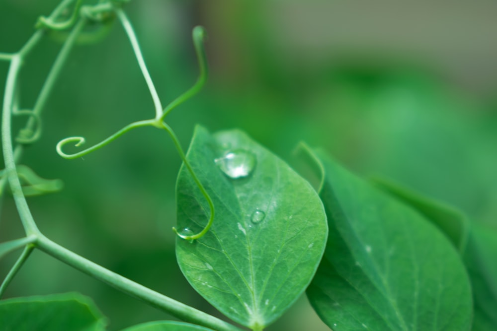 water droplets on green leaf