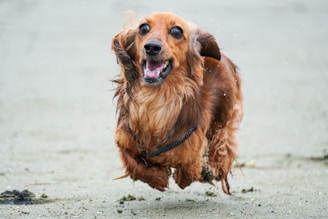 A smiling dog playfully running through a dusty Somali alley.