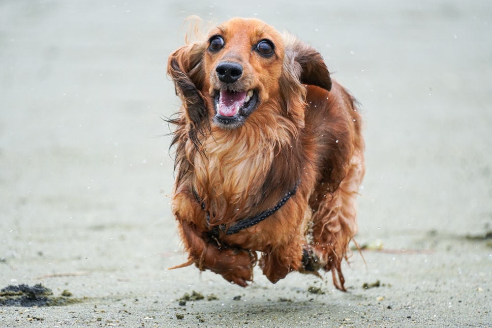 brown long coated dog on white sand during daytime