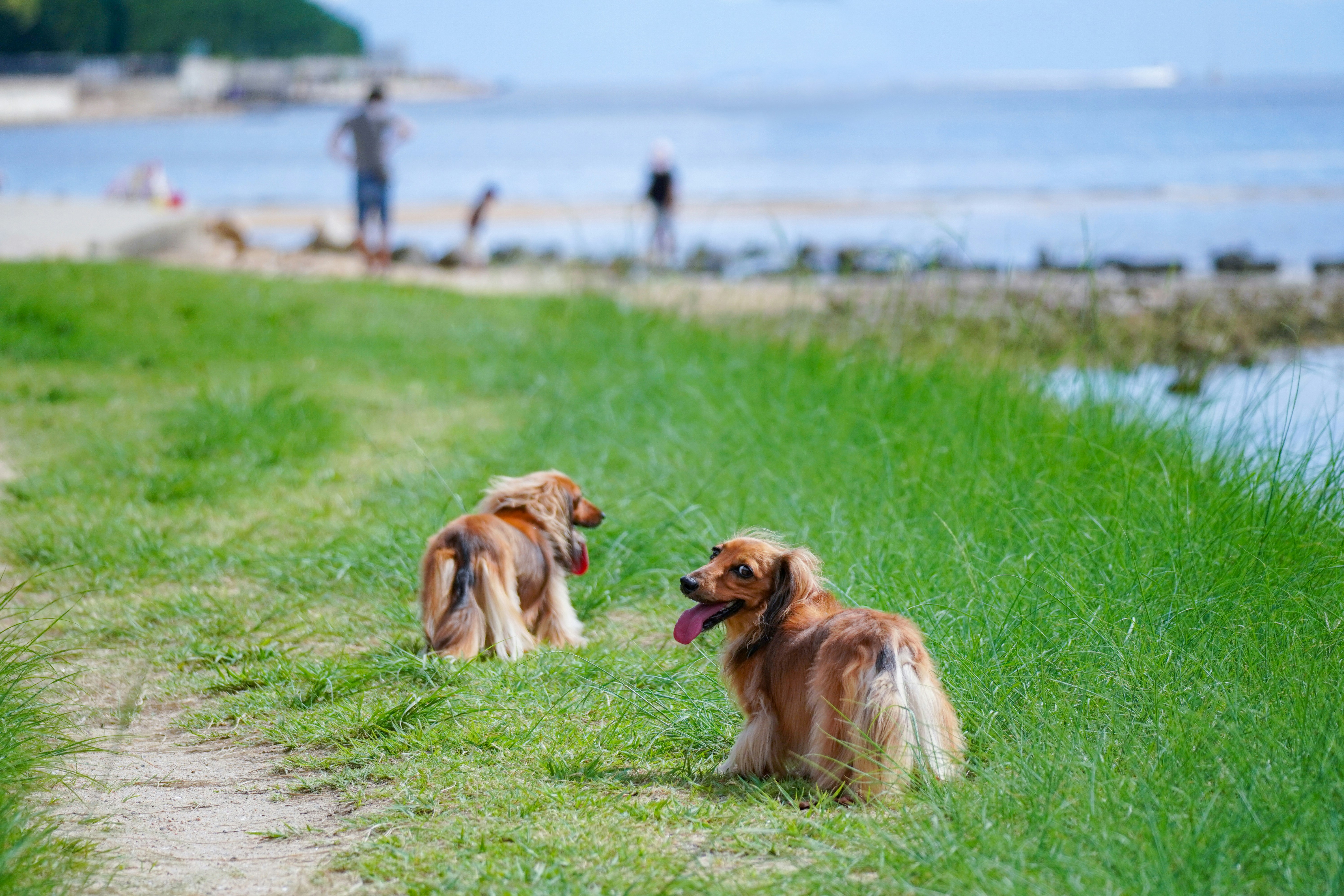 brown long coated dog lying on green grass field during daytime