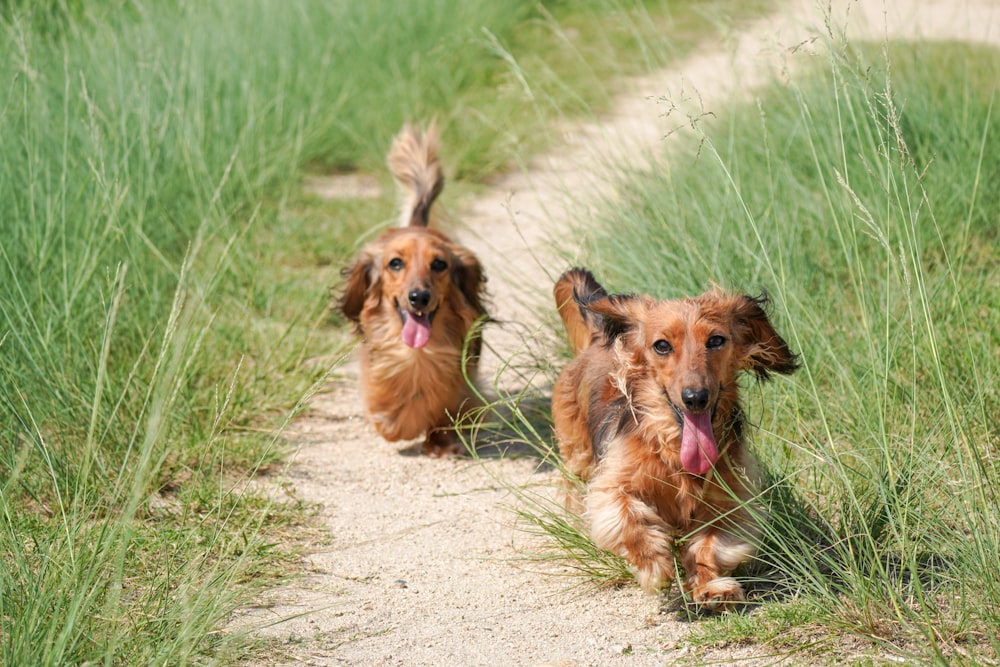 2 perros de pelaje largo marrón en un campo de hierba verde durante el día