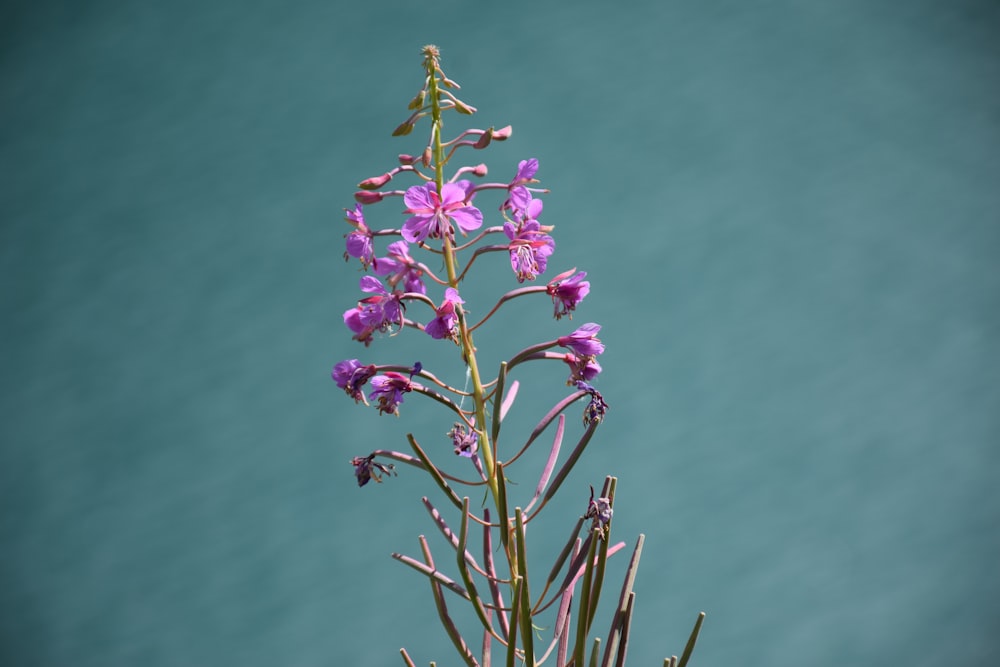 purple and white flower under blue sky