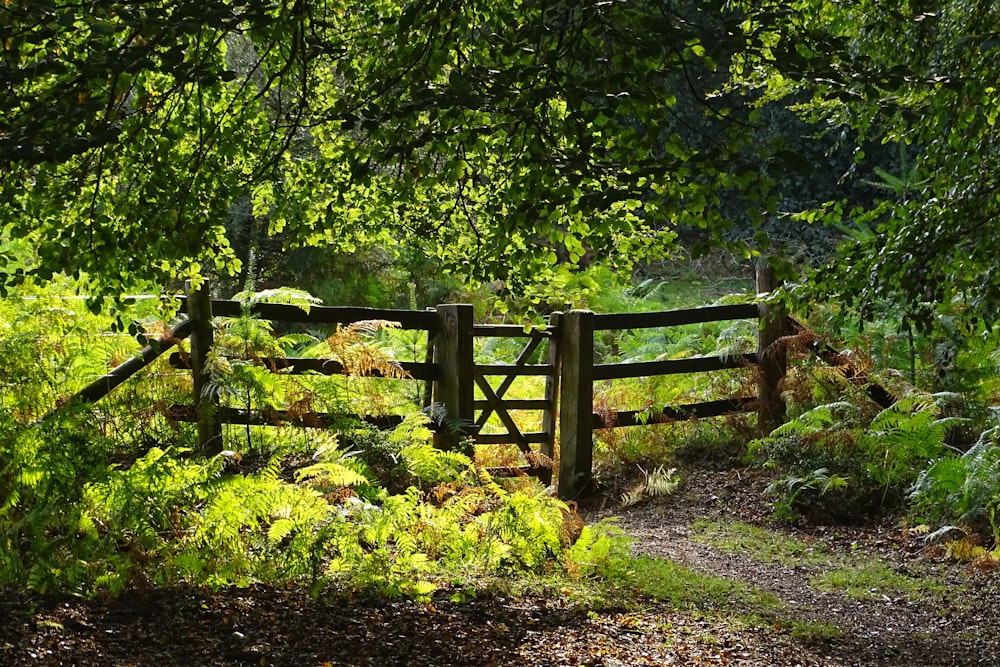 brown wooden fence near green trees during daytime