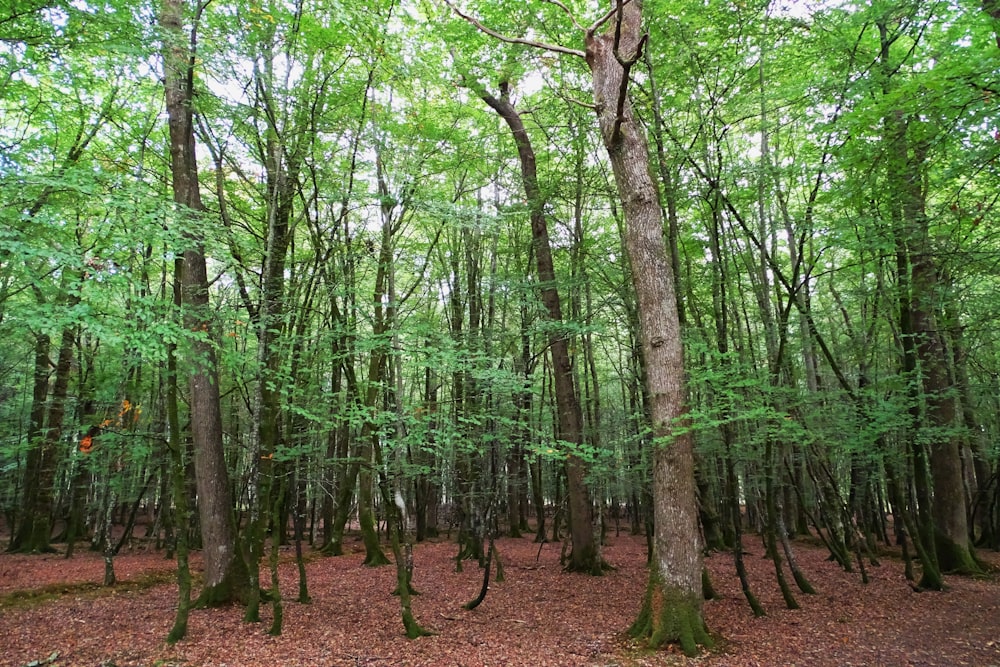 green trees on brown soil