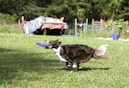 black and white border collie jumping over green grass field during daytime