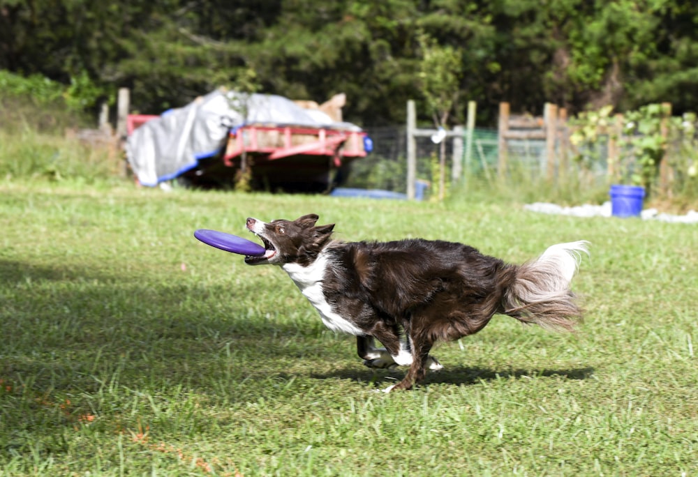 black and white border collie jumping over green grass field during daytime