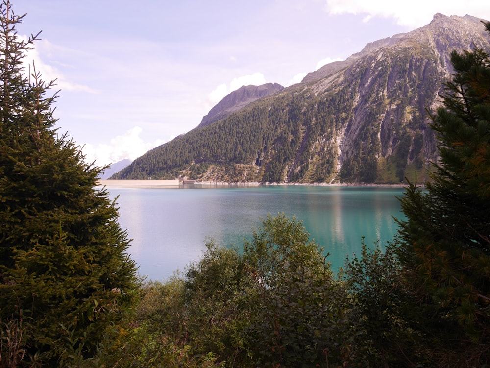 green trees near lake during daytime