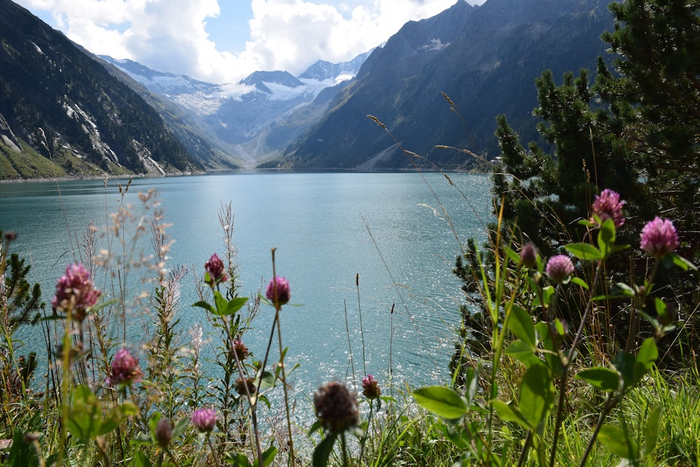 pink flowers near body of water during daytime