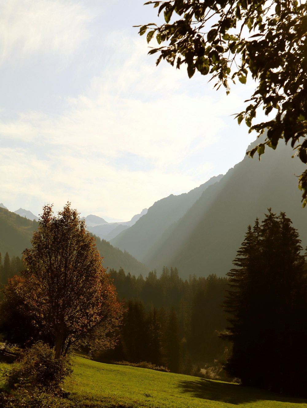 green trees near mountains during daytime