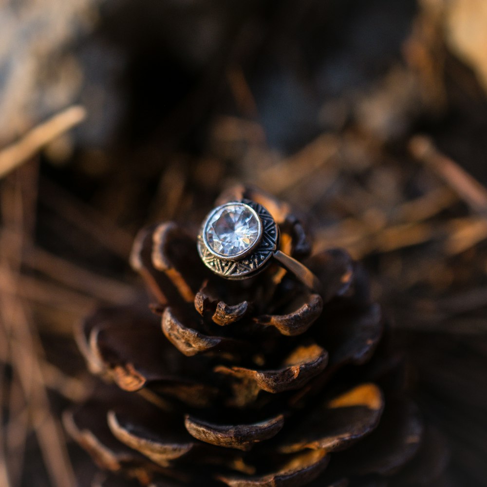 silver and black round ring on brown dried leaves