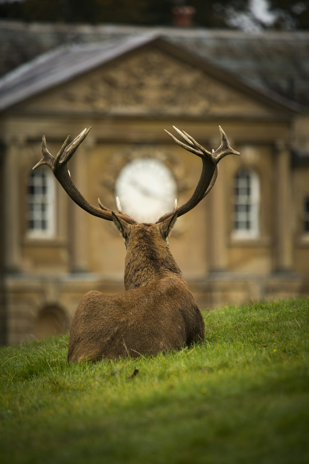 brown deer lying on green grass field during daytime