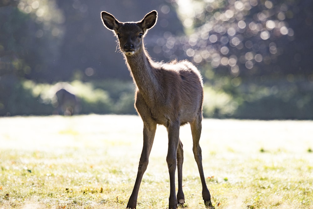 brown deer on green grass during daytime