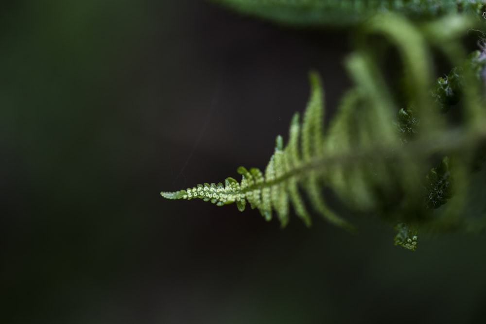 green leaf with water droplets