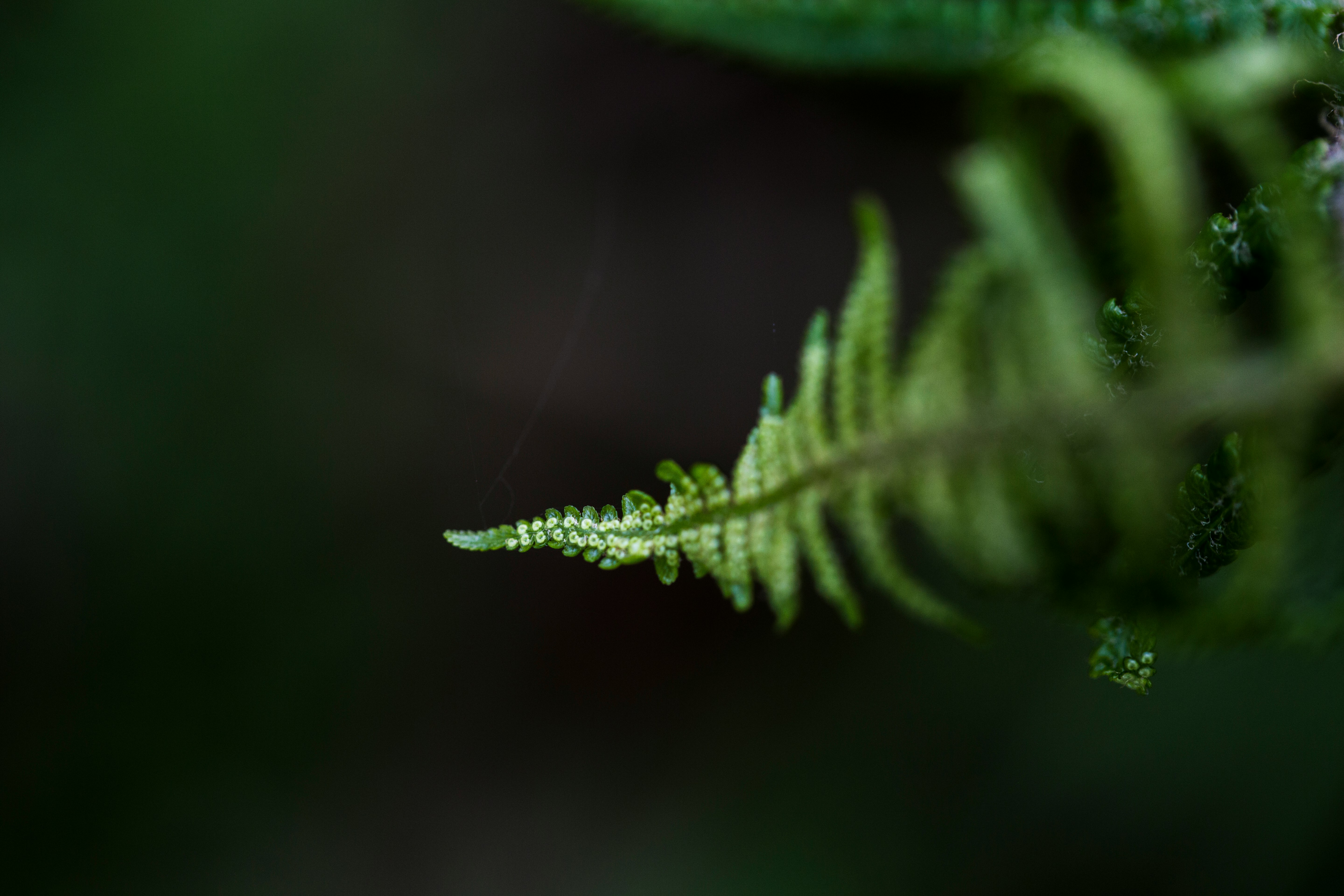 green leaf with water droplets