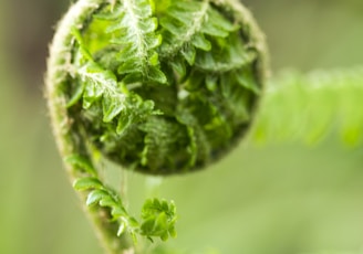 green plant in macro lens