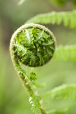 green plant in macro lens